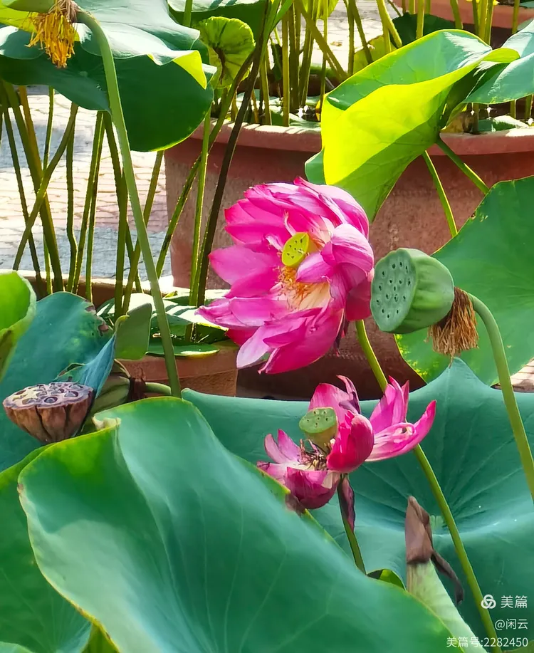 莲花池公园第二十五届荷花节,2025年7月4日